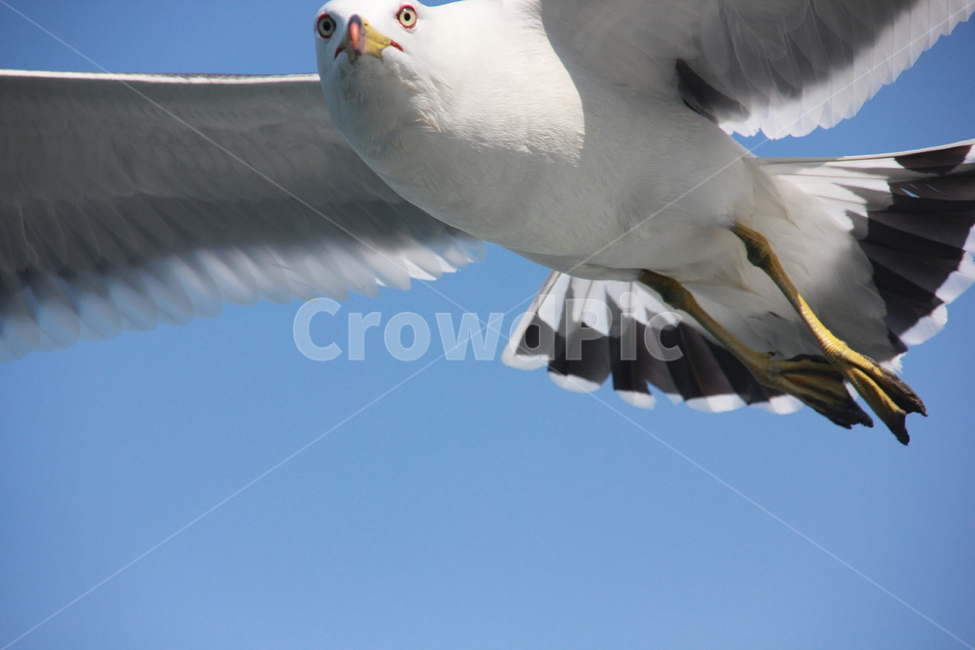 하늘,갈매기,새,조류,맑음,sky,seagull