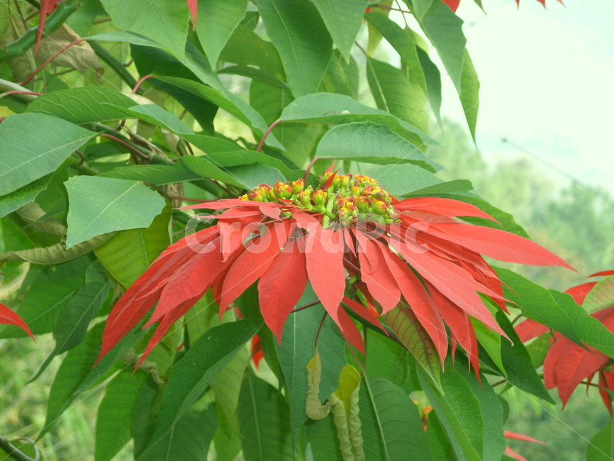 포인세티아,꽃,크리스마스,성탄절,빨간꽃,빨강,나무,식물,christmas,flower,겨울꽃