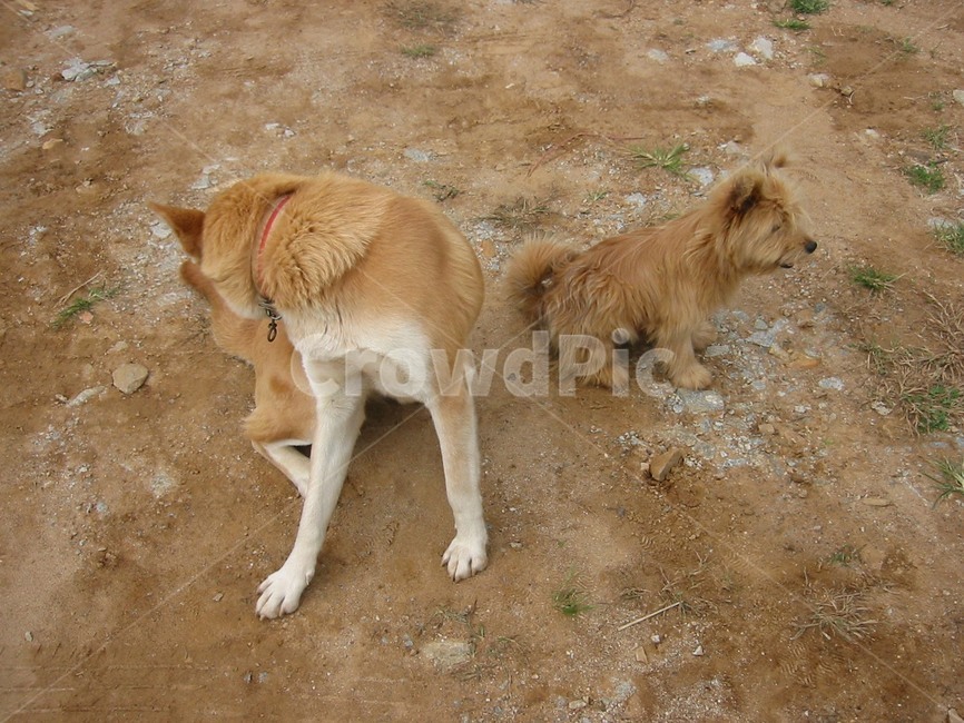 강아지,개,함께,따로,각자,황색,동물,animal,포유류,mammal,개,강아지,dog,doggy