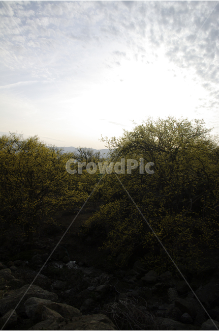산수유,나무,하늘,꽃봉오리,봄,봄날,봄풍경,봄꽃,감성,spring,flower,봄길,산책,봄나들이,식물,꽃,봄,계절,spring,season,자연,풍경,nature,landscape,outdoors,옥외