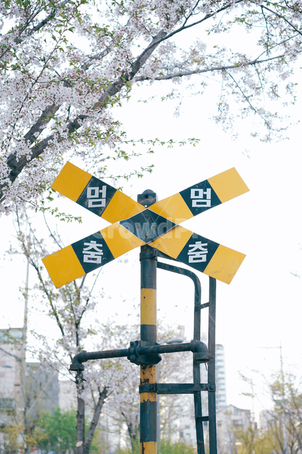 기차,멈춤,폐기차,봄,벚꽃,교통,교통수단,traffic,transportation