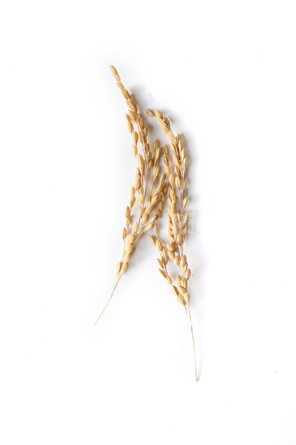 쌀,벼,곡식,곡물,음식,식재료,요리,곡류,rice,cereal,dry,ear,farming,food,gold,grain,harvest,isolated,korea,meal,nutrition,organic,plant,seed,yellow,cook,음식,식재료,요리,food,cook,meal,dishes,food reserves,곡류,곡식,cereals,누끼,remove background