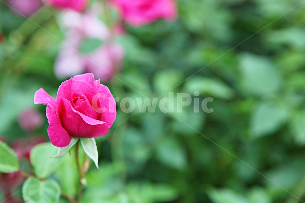 spring flowers,rosary,Rose,rose,flower