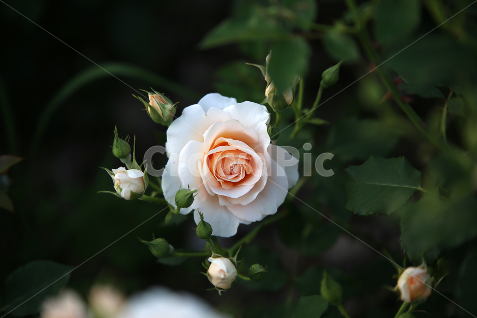 장미,꽃,rose,감성,flower,흰장미,화이트,하얀