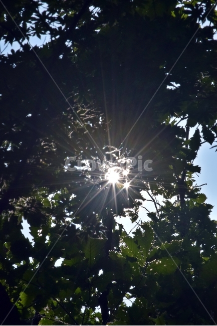 빛,갈라짐,플레어,나무,하늘,조명,light,flare