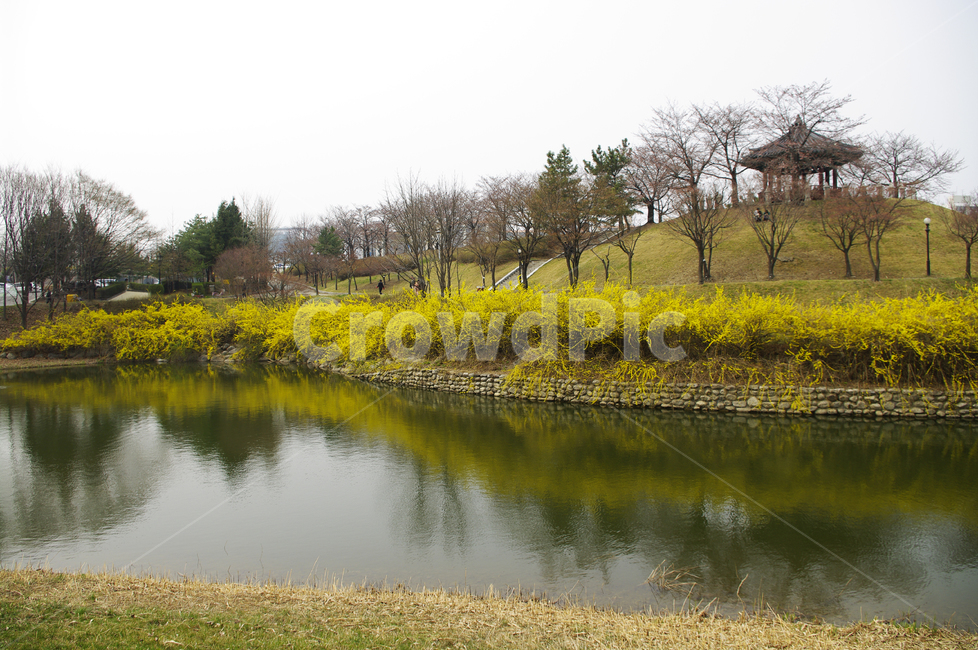 호수,나무,공원,식물,plant,봄,spring,계절,개나리,봄꽃,풍경,봄,계절,spring,season,자연,풍경,nature,landscape,water,물,outdoors,옥외,land,땅