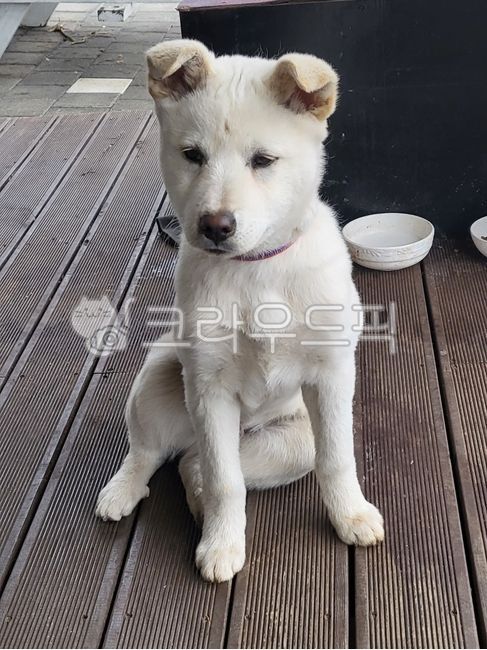 백구,강아지,철푸덕,개,댕댕이,진돗개,귀여운,앉아있는개,puppy,dog,pet,애완동물,animal,동물,whitedog,하얀개