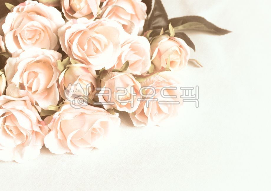 장미,꽃,사랑,발렌타인데이,화이트데이,배경,배경지,엽서,식물,로즈,rose,flower,plant,꽃다발,꽃송이,장미꽃다발,핑크,계절,봄,여름,백그라운드,꽃배경,결혼기념일,100일,200일,300일,프로포즈,졸업