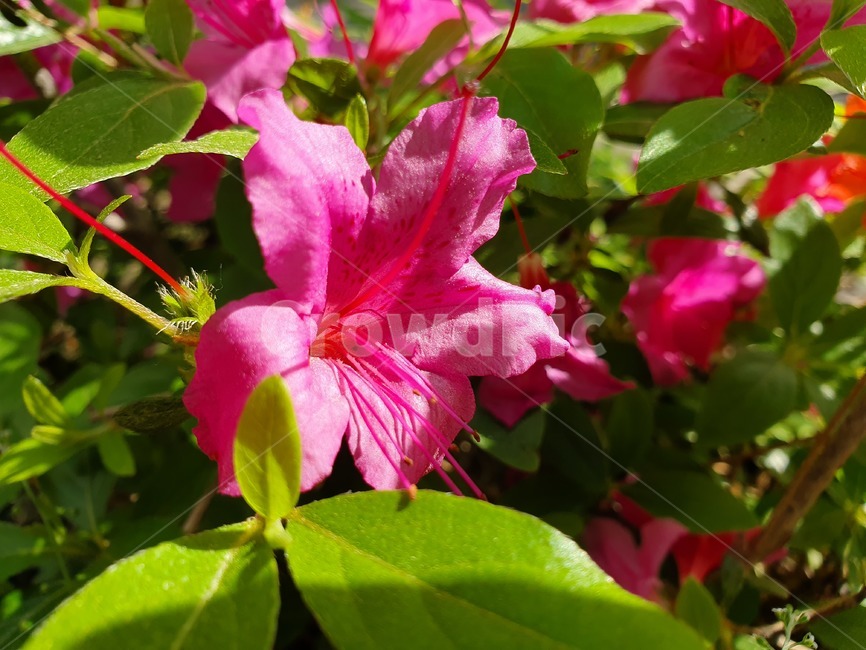 날씨,꽃,도심속꽃,꽃공원,꽃장식,식물,자연,plants,nature,꽃,flower