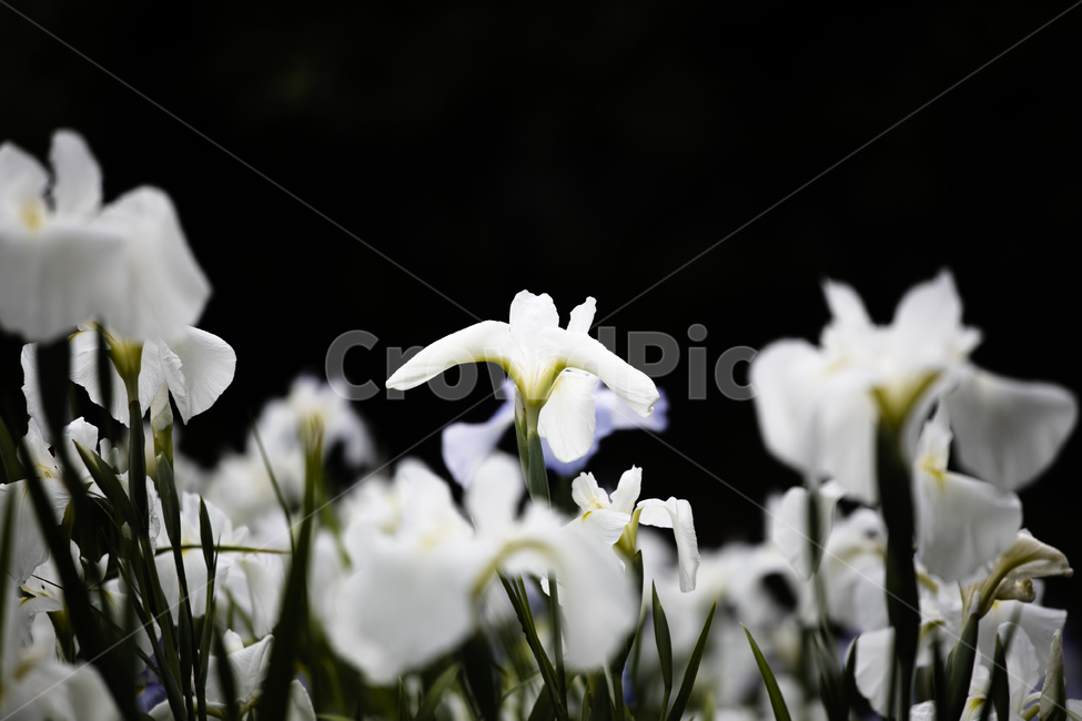 아이리스,여름꽃,꽃,감성사진,빛,어두움,식물,자연,plants,nature,꽃,flower