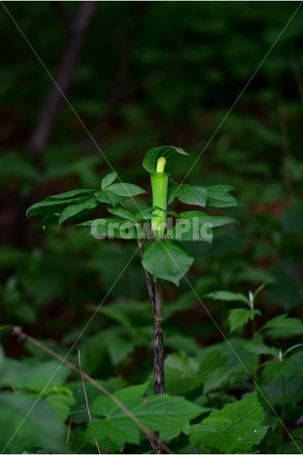 점박이천남성,야생화,꽃,식물,자연,생태,플라워,flower,plants,nature,식물,자연,plants,nature