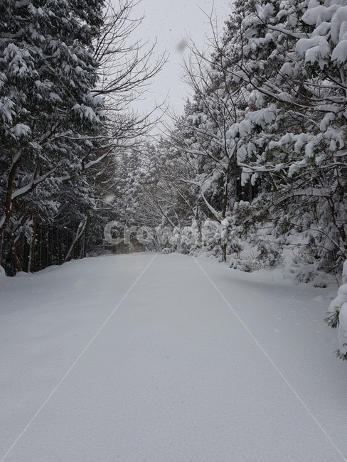 제주도,제주,겨울,눈,자연,풍경,사려니숲길,나무,감성,겨울,계절,winter,season,자연,풍경,nature,landscape,tree,plant,식물,fir,전나무,outdoors,옥외