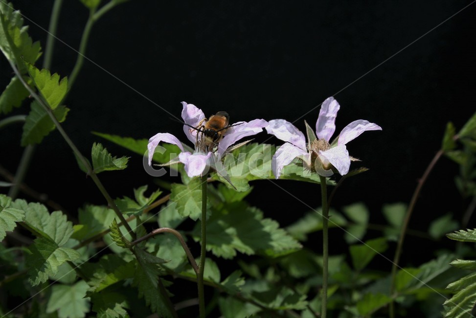 줄딸기,장미과,산딸기속,낙엽덩굴나무,덩굴딸기,덤불딸기,식물,자연,plants,nature,꽃,flower
