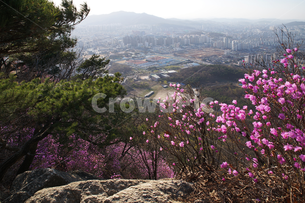 모락산,경기도,의왕시,안양시,도심풍경,도시,진달래,자연