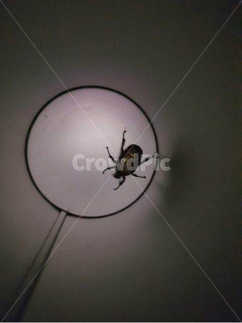 감금,곤충,꽃무지,어두움,고립,동물,animal,곤충,벌레,insect,bug