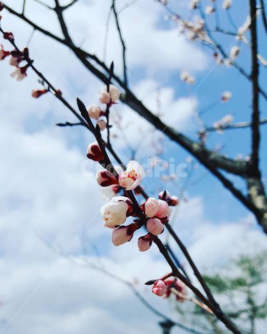 밫꽃,하늘,꽃망울,식물,봄,봄,계절,spring,season,식물,자연,plants,nature,꽃,flower,plant,blossom