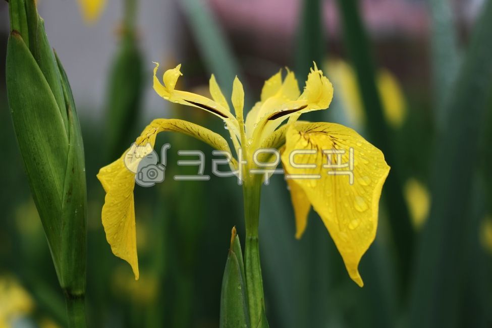 꽃,노란꽃,창포,노란창포꽃,식물,plant,flower,비,봄비,비맞은꽃