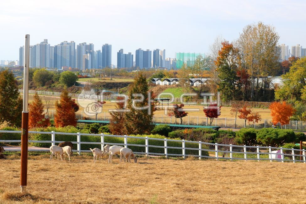 Anseong Farmland,park,farm,meadow,plain,grass,grassland,feed,farm,tree,plant,nature,sky,clear sky,blue sky,walking trail,animal farm,ranch,deer,white deer,deer farm