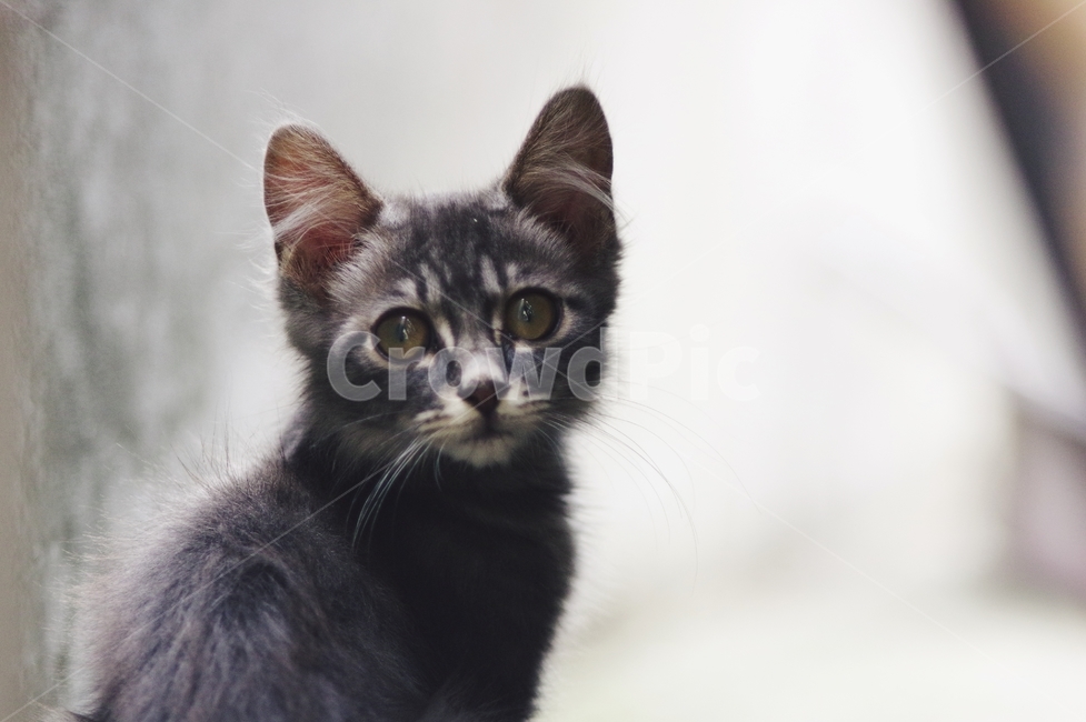 고양이,길고양이,동물,cat,감성,동물,animal,포유류,mammal,고양이,cat,kitten,kitty