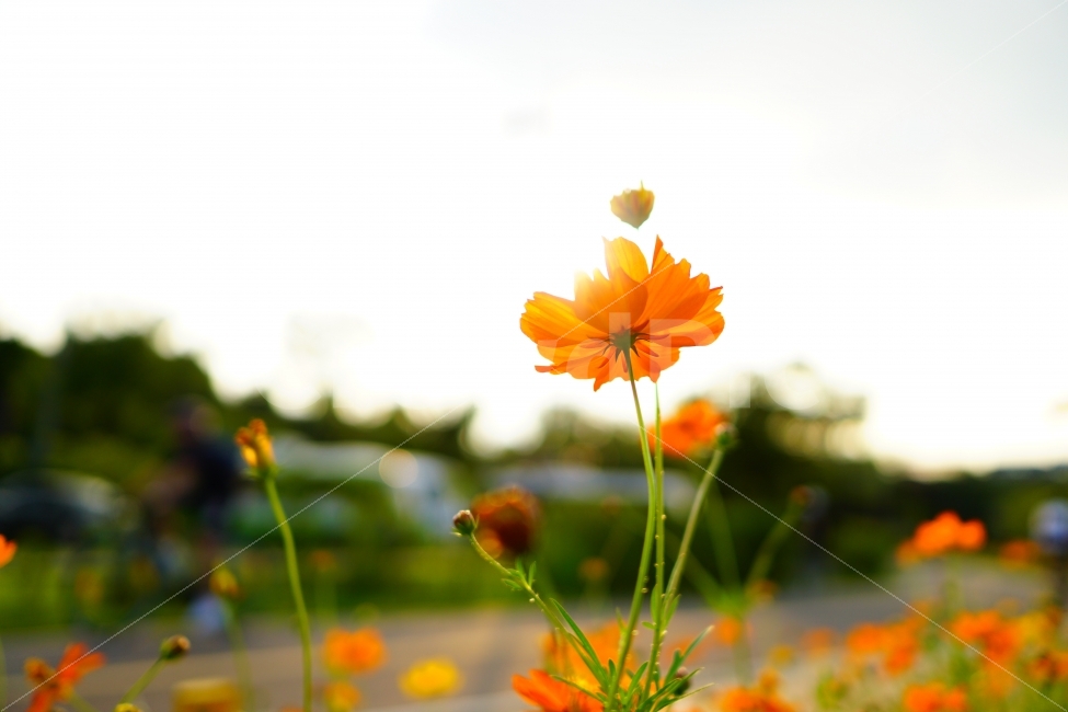 꽃,주황,감성,역광,할레이션,orange,flower,rose,sensitivity,sensibility,backlight,halation,식물,자연,plants,nature,꽃,flower