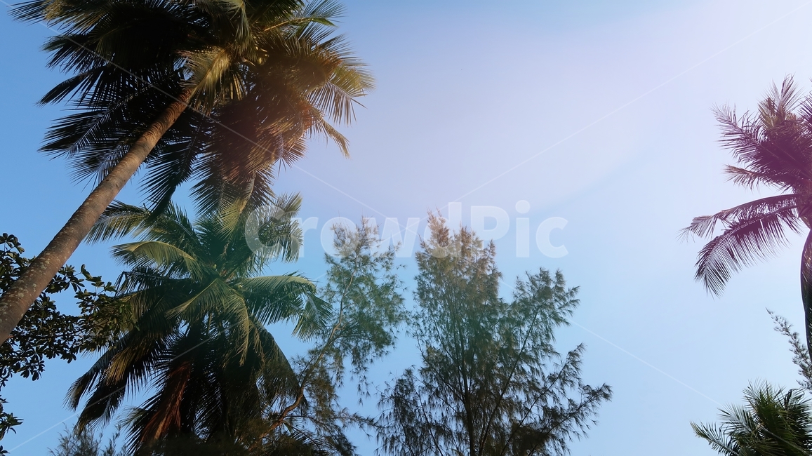 야자나무,나무,하늘,코코넛,코코넛나무,열대우림,열대지방,summer,beautiful,tree,palm,coconut,palmtree,sky,tropical,blue,paradise,sun,햇빛