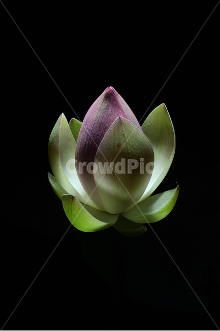 연꽃,연꽃사진,개화,묵언,자연,식물,자연,plants,nature,꽃,flower