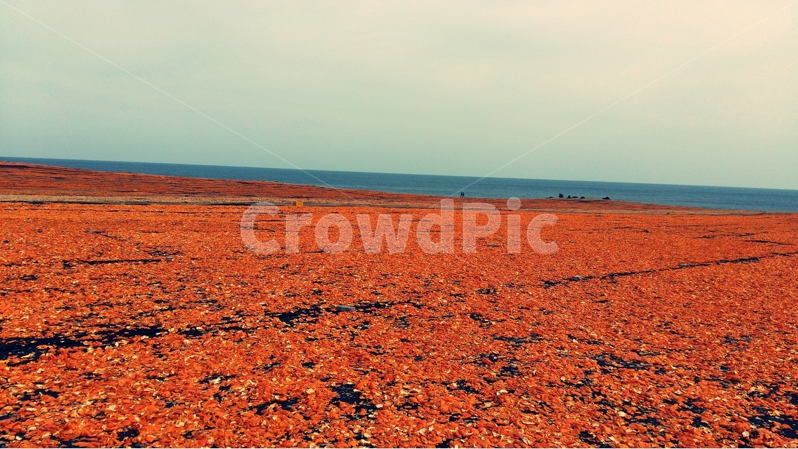 제주도,감귤,올레길,오름,감성,낭만,오렌지,주황색,바다,수평선,자연,풍경,nature,landscape,한국자연풍경,한국자연경관,korea nature landscape,제주도,jeju,jeju island,ground,바닥,land,땅,outdoors,옥외,soil,흙