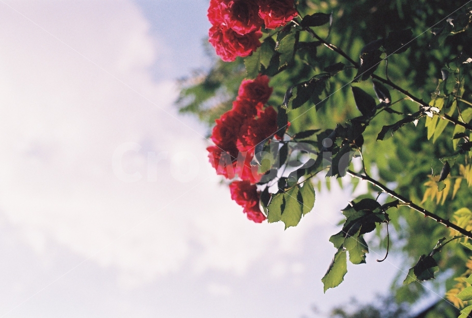 여름,장미,필름사진,필름감성,감성사진,식물,자연,plants,nature,꽃,flower,감성,sensible,feeling