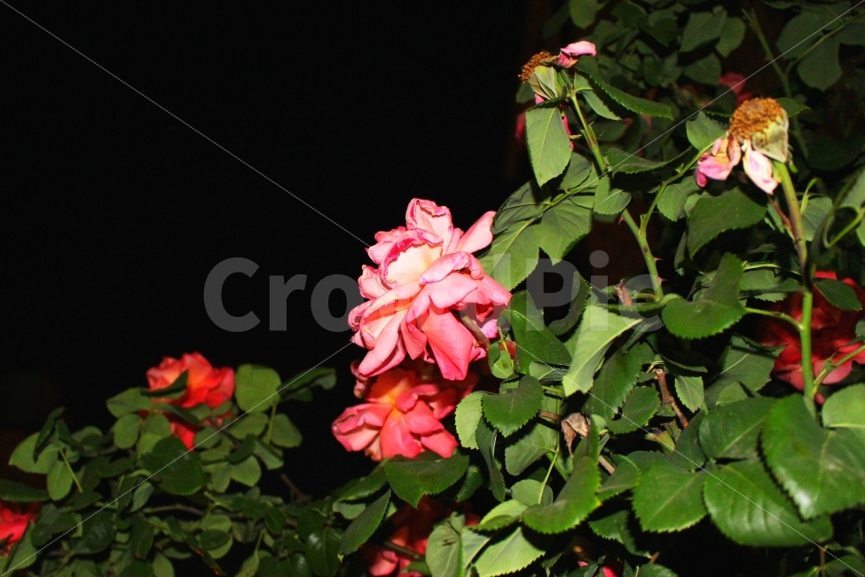 꽃,장미,밤,풍경,감성,감성사진,자연,색감,여름,식물,자연,plants,nature,꽃,flower