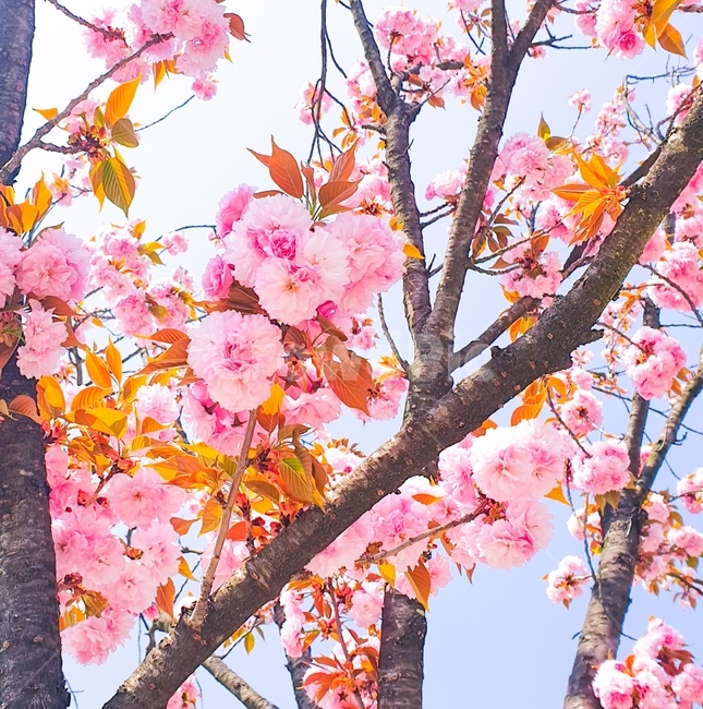 겹벚꽃,벚꽃,cherryblossom,봄,spring,꽃,나무,벚꽃나무,식물,tree