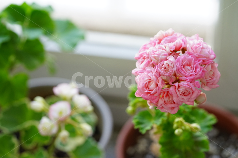 꽃,플라워,화분,flower,식물,생명,생물,감성,접사,색감,컬러,꽃,flower,실내용화초,화분,화초,house plant