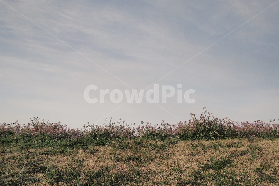 자연,풍경,하늘,꽃,들꽃,감성,아름다운,풀,제주도,자연,풍경,nature,landscape,한국자연풍경,한국자연경관,korea nature landscape,제주도,jeju,jeju island,outdoors,옥외