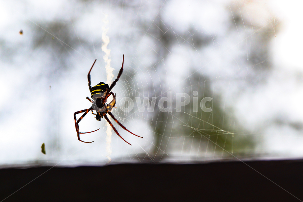 거미,거미줄,독거미,곤충,야생,동물,animal,곤충,벌레,insect,bug