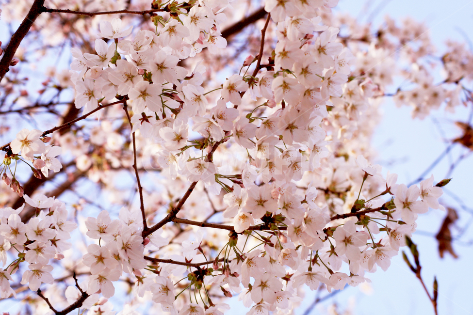 plant,식물,flower,꽃,blossom,cherryblossom,벚꽃,하늘,벚나무,봄,만개