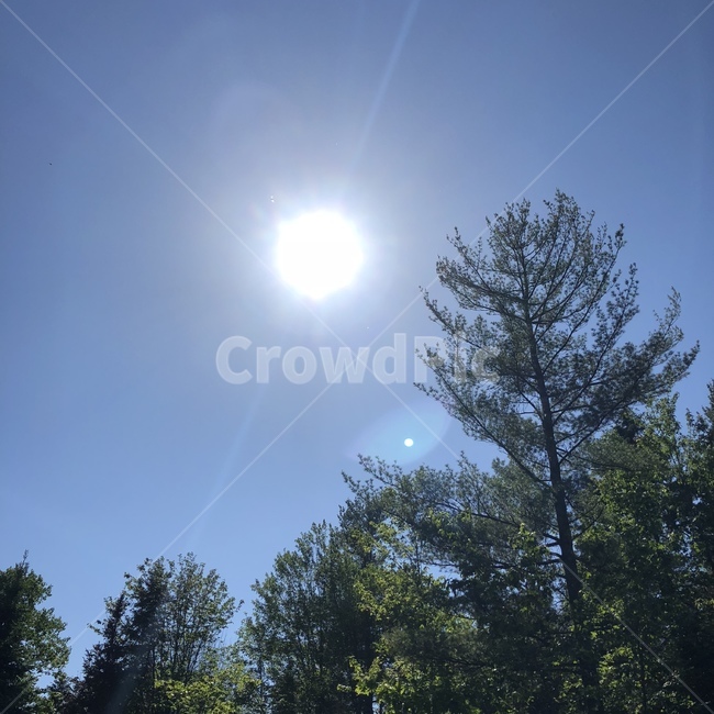 tree,나무,plant,식물,light,빛,abies,햇빛,sunlight,플레어,flare,전나무,태양,해,자연,하늘,초록색,파란색,sun