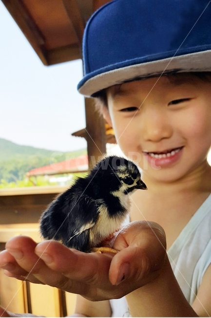 오골계,병아리,닭,동물,체험,애완동물,AI파동,AI,동물,animal,조류,새,birds,사람,인물,인간,human,person,얼굴표정,facial expression,face,어린이,어린아이,child,children,kid,감정표현,기분,feeling,emotion