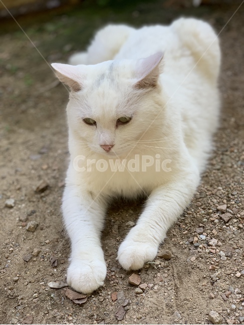 고양이,동물,귀여운,cat,animal,cute,pet,mammal,포유류,동물,animal,포유류,mammal,고양이,cat,kitten,kitty