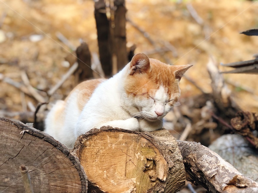 고양이,귀여운고양이,애완동물,잠자는고양이,자는고양이,잠자는,졸린,졸린고양이