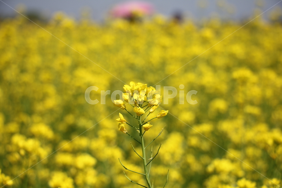 봄,유채꽃,유채꽃축제,노란꽃,rapeflower,세종유채꽃
