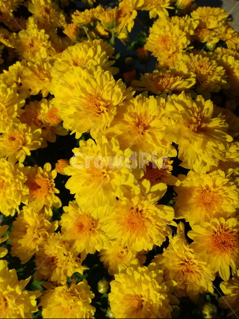 국화,꽃,식물,flower,plant,노란색꽃,식물,자연,plants,nature,꽃,flower