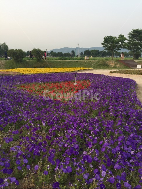 비올라,식용꽃,제비꽃,팬지,종지나물,viola,flower