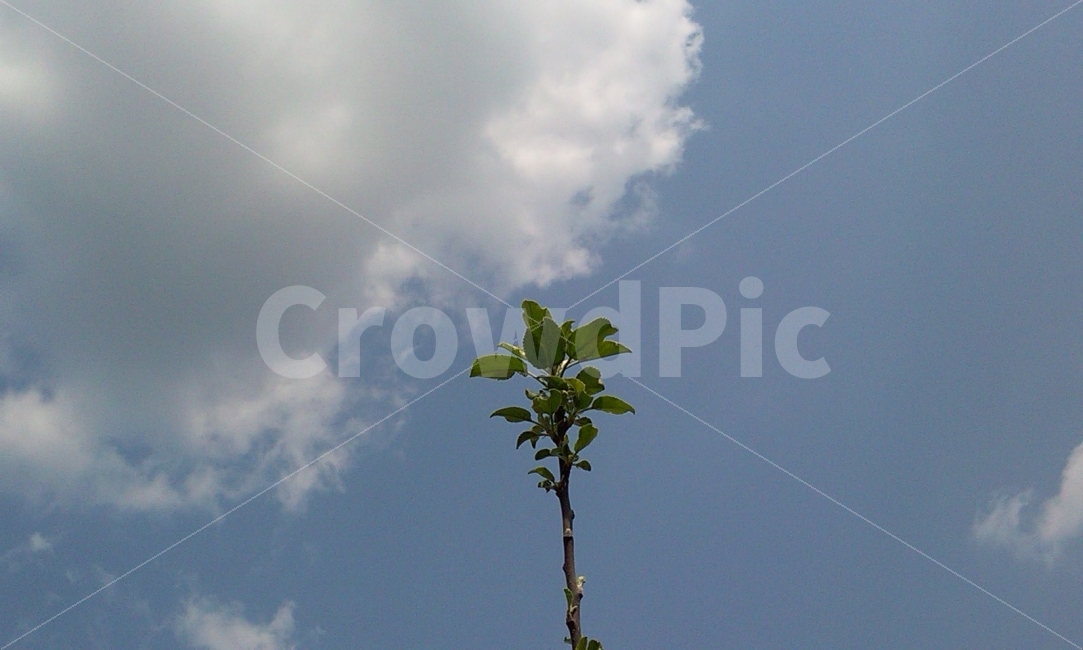 사과나무,나무,식물,자연,과일나무,식물,자연,plants,nature