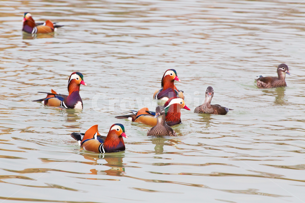 자연,동물,새,원앙,원앙새,야생,야생동물,연못,호수,저수지,겨울,텃새,bird,animal,water,outdoors,옥외,풍경,duck,waterfowl,물새,오리,물오리,비상,동물,animal,조류,새,birds