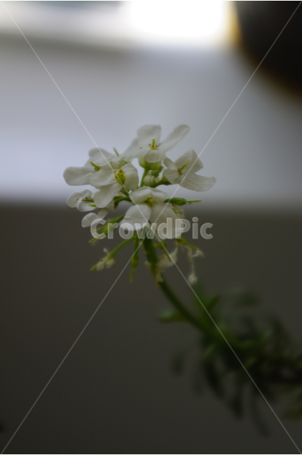 눈꽃,리메리스,꽃,꽃봉오리,flower,color,식물,식물,자연,plants,nature,꽃,flower