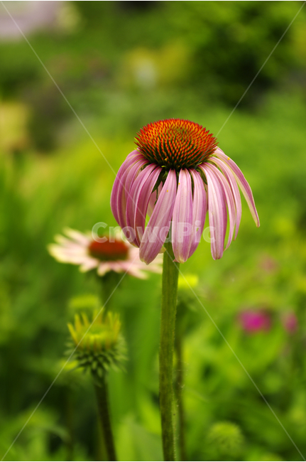 에키네시아,꽃,식물,flower,color,nature,자연,꽃밭,식물,자연,plants,nature,꽃,flower
