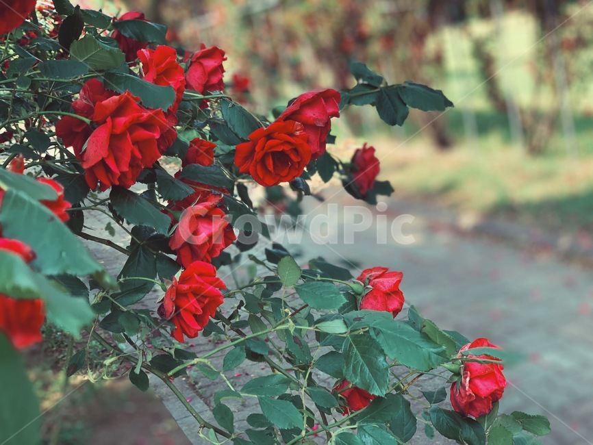 장미,rose,꽃,red,flower