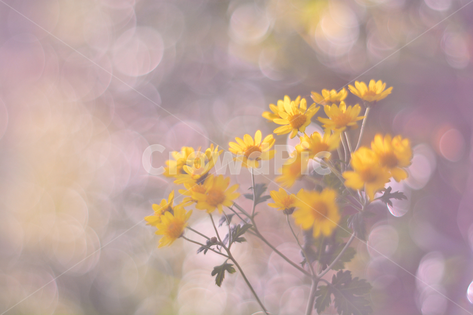 들국화,산국,국화과,노랑색꽃,가을꽃,보케,배경,플레어,백그라운드,background,wildflowers,plant,식물,꽃,야외,옥외,들꽃,야생화,우리꽃,토종,향기,옐로우,bokeh,flare,몽환적,빛망울,식물,자연,plants,nature,꽃,flower