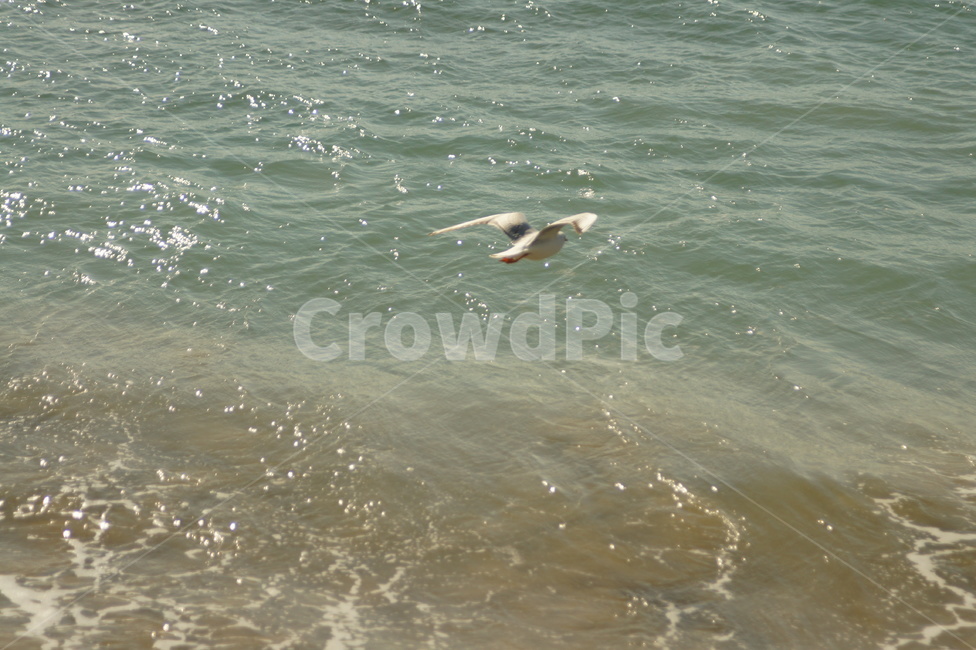 bird,새,sea,seagull,바다,자연,풍경,nature,landscape,조류,새,birds,animal,동물