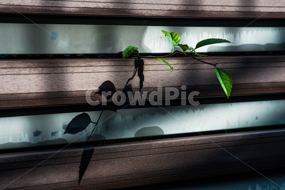 시설,목재,식물,자연,공생,식물,자연,plants,nature