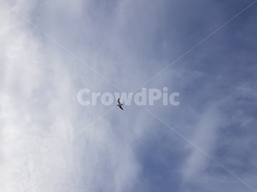 하늘,갈매기,새,구름,bird,seagull,sky,cloud